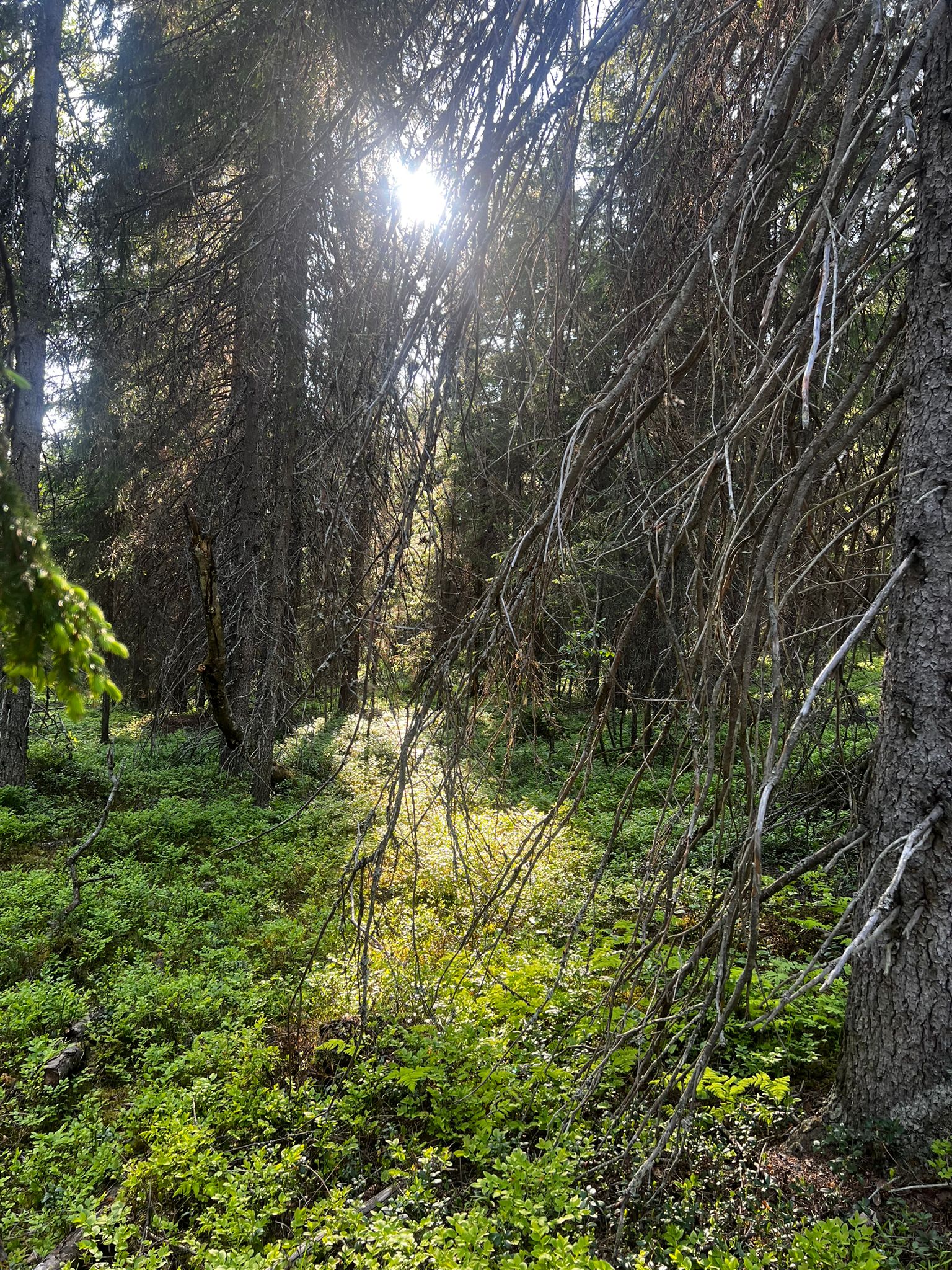 valometsähemmottelu kuva metsästä, jossa auringonvalo siivilöityy kuusenoksien läpi sammamättäille