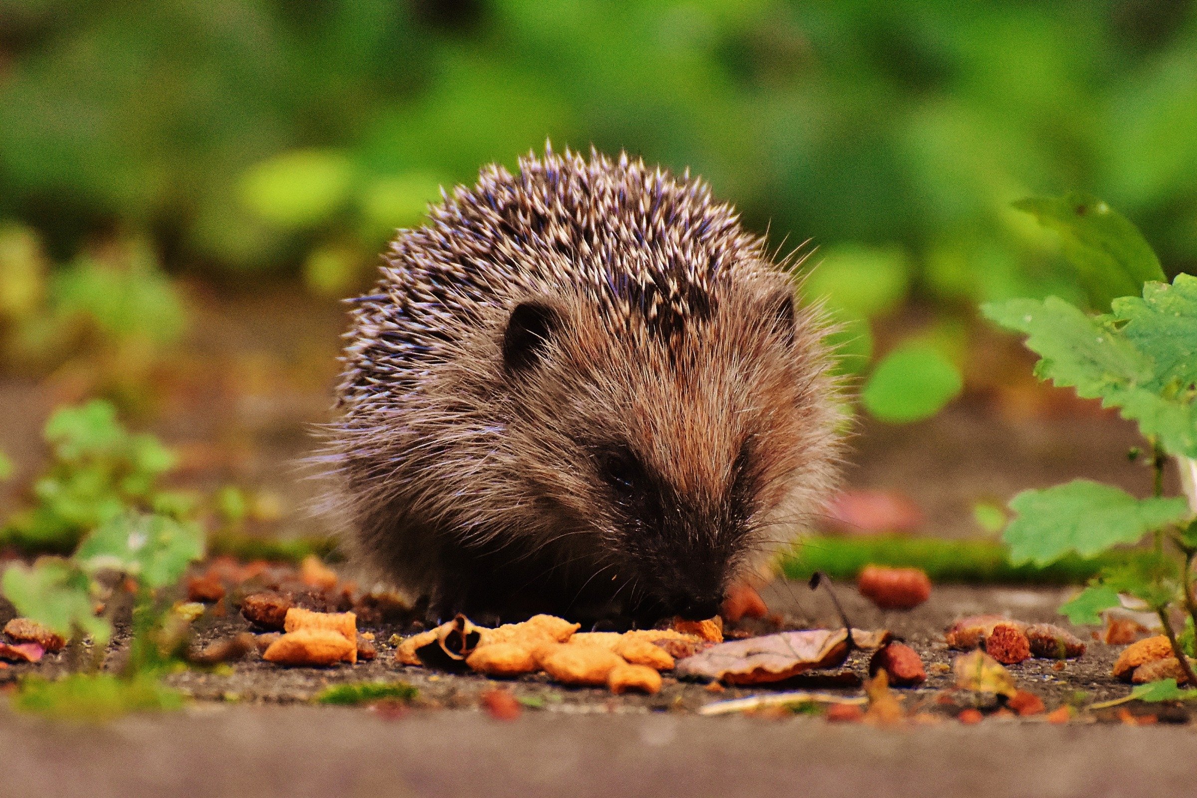 nature-prickly-animal-cute-wildlife-meal-484111-pxhere.com siili syömässä luonnossa