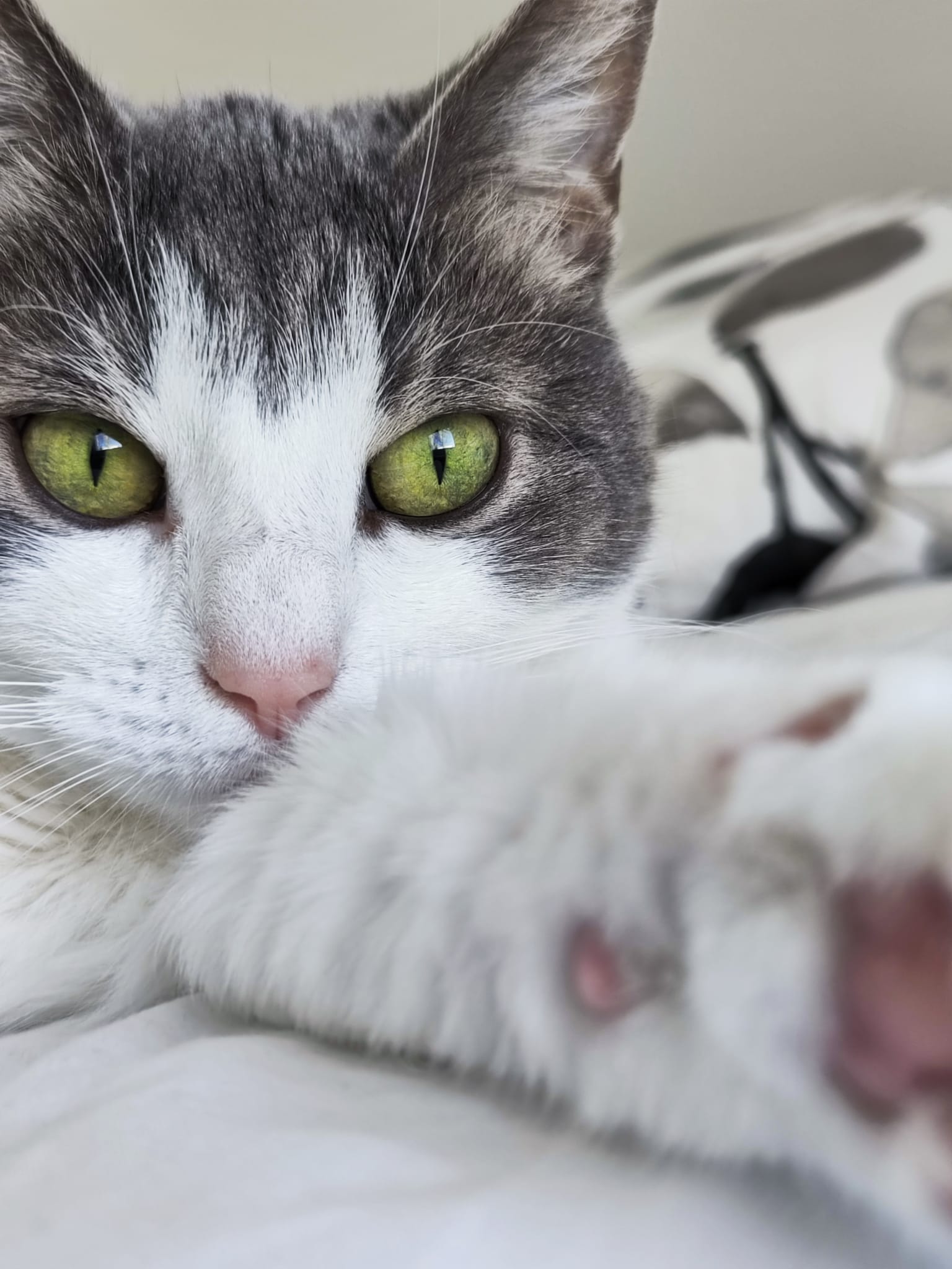 harmaavalkoinen kissa, jolla vihreät silmät ja